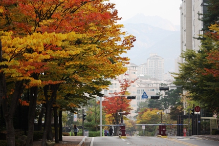 20141024 fall in seoul 2.jpg