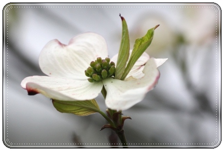 地場産-6 ハナミズキ-6 13.4.30