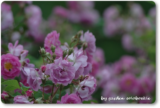 マニントン・モーヴ・ランブラー