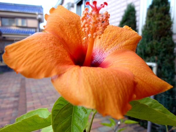P1030245-001.JPG