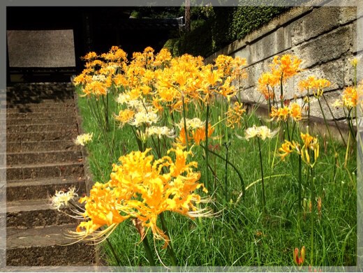黄色い彼岸花