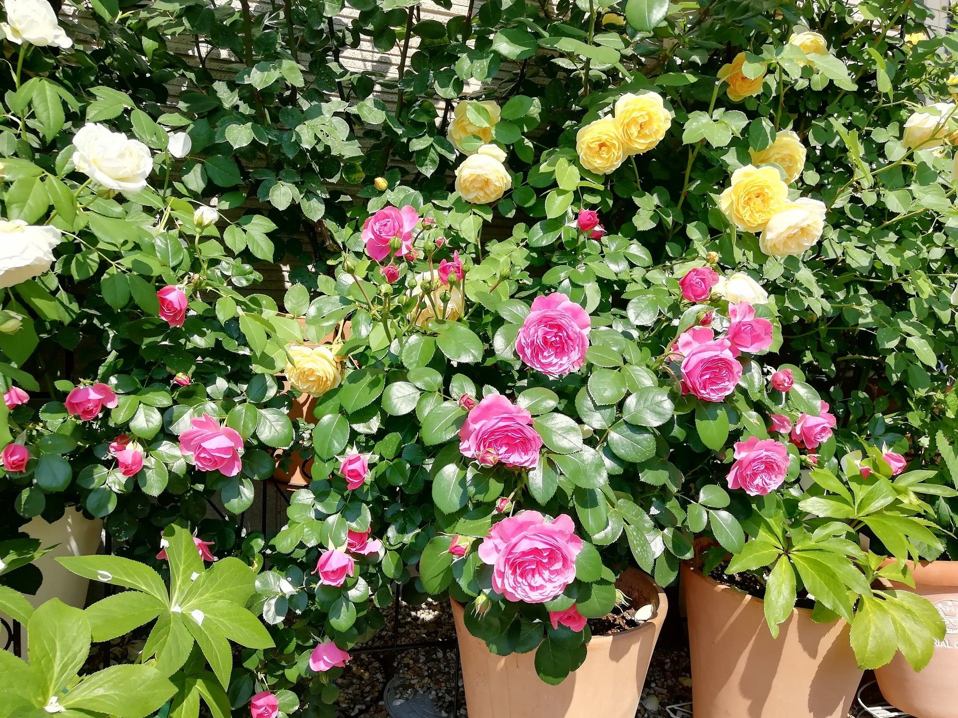レオナルド ダ ヴィンチ 庭がなくても鉢バラでローズガーデン 楽天ブログ