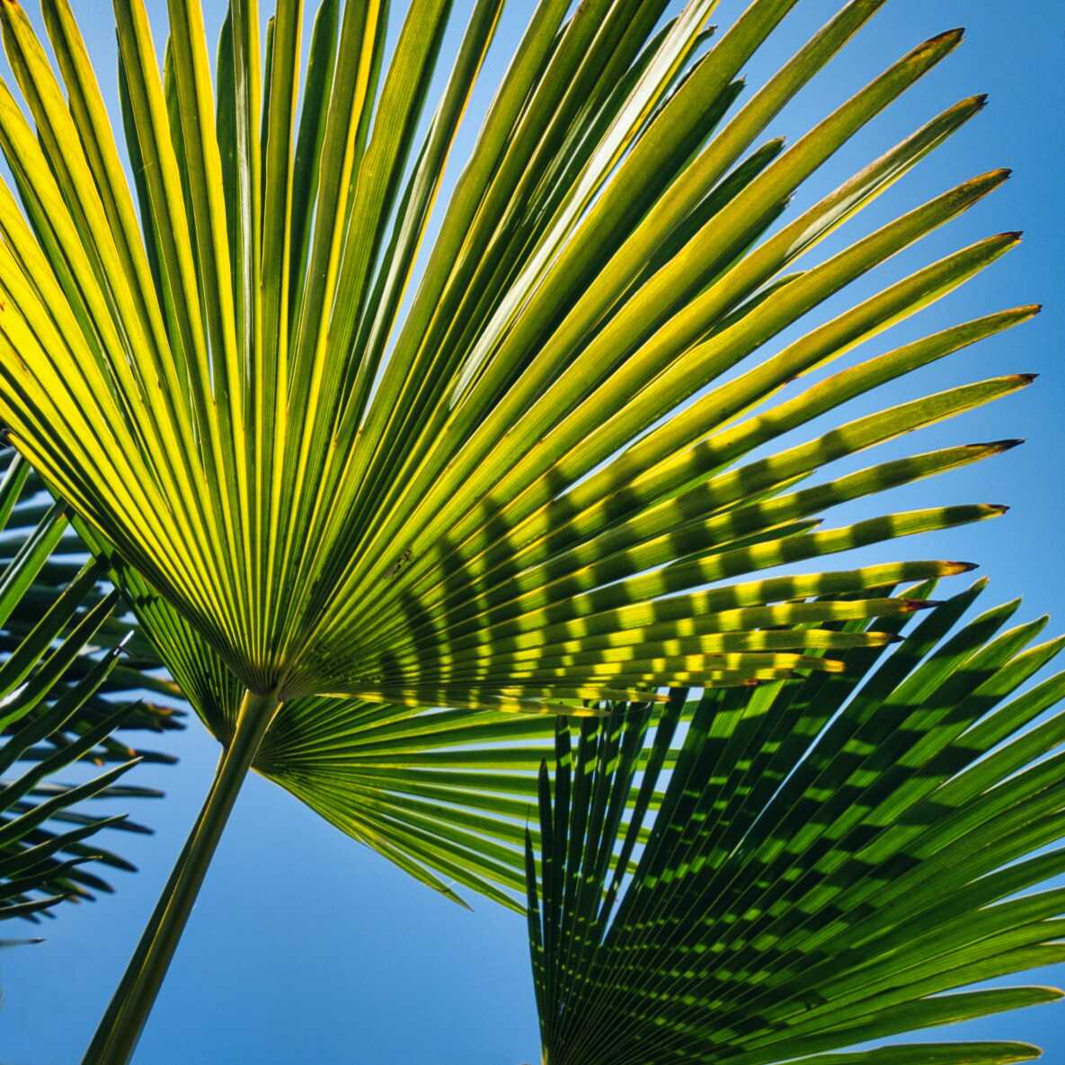 人はなぜ花を愛でるのか？ Why do people love flowers? 遠くの細道 ～ 人生最後の10年間の記録 楽天ブログ