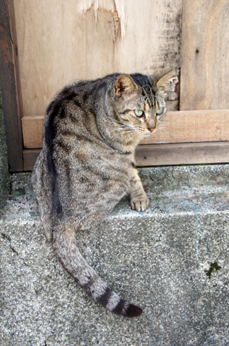 実家にこの猫に似たノラがいたｗ