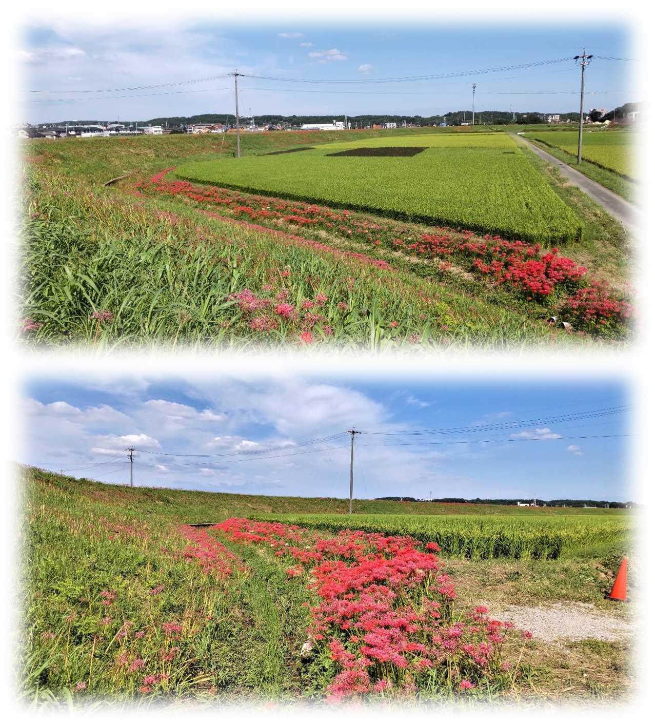 知多四国巡りと矢勝川の彼岸花 見頃は過ぎていた 13 4 を歩く おやじのブログ 楽天ブログ
