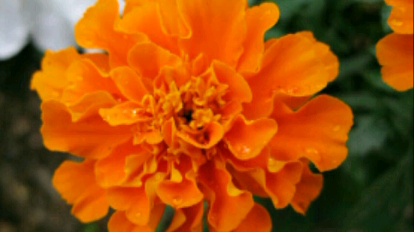 20160712マリーゴールド橙色12-3