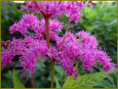 令和３年６月11日 京鹿子絞り華やぐ着道楽 花の歳時記 天南星の魅力 山野草 楽天ブログ