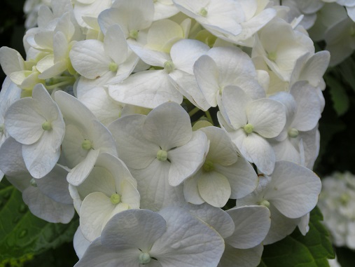 紫陽花白