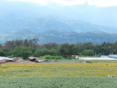 20140805ひまわり畑