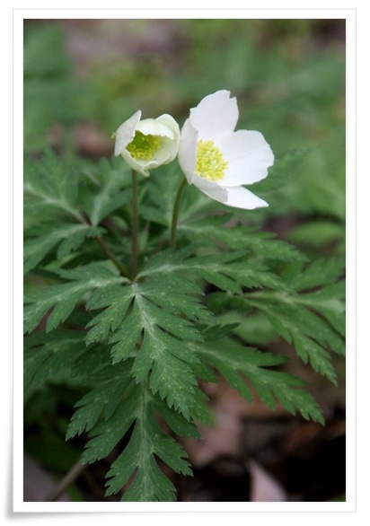 樹木公園-8 イチリンソウ-2 15.4.22