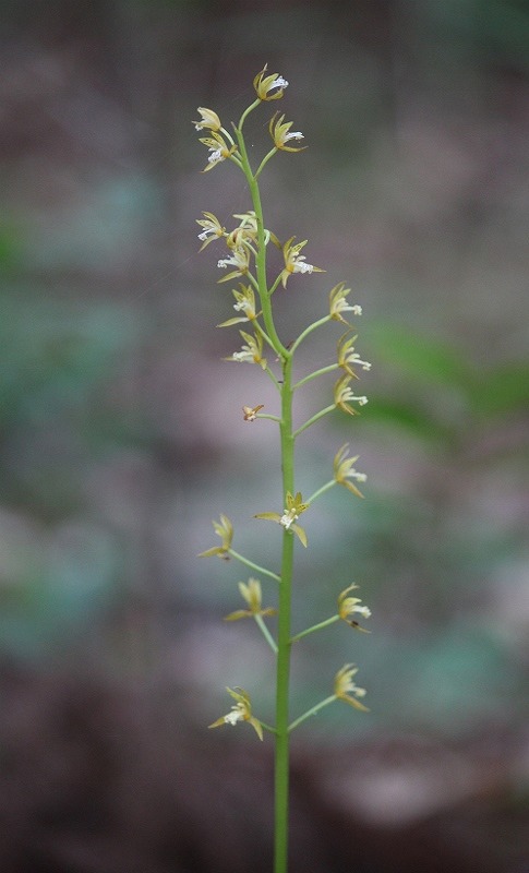 IMG_9885 (485x800).jpg