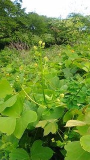 夏の草花