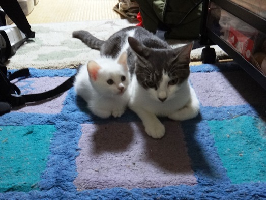 130929_083143お母さんといっしょ.jpg