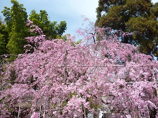 P1040134ss.jpg