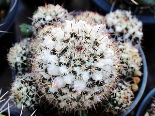 IMG_0270.jpg