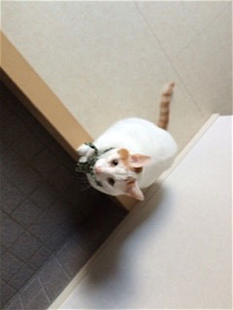 rblog-20141024065105-01.jpg