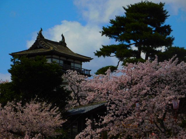 霞が城 丸岡城 の満開の桜 何も無い 福井県のブログ 楽天ブログ