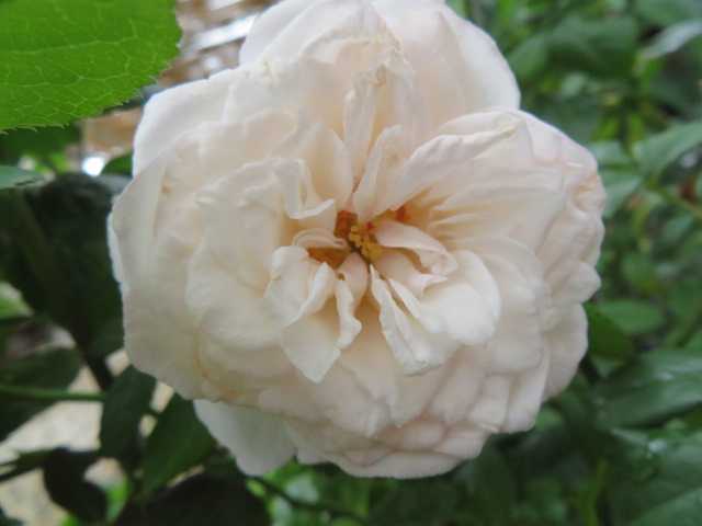 ﾟДﾟ)ひぇ～！？画像がない！！＆幻のバラ『ラシャンスゼブラ