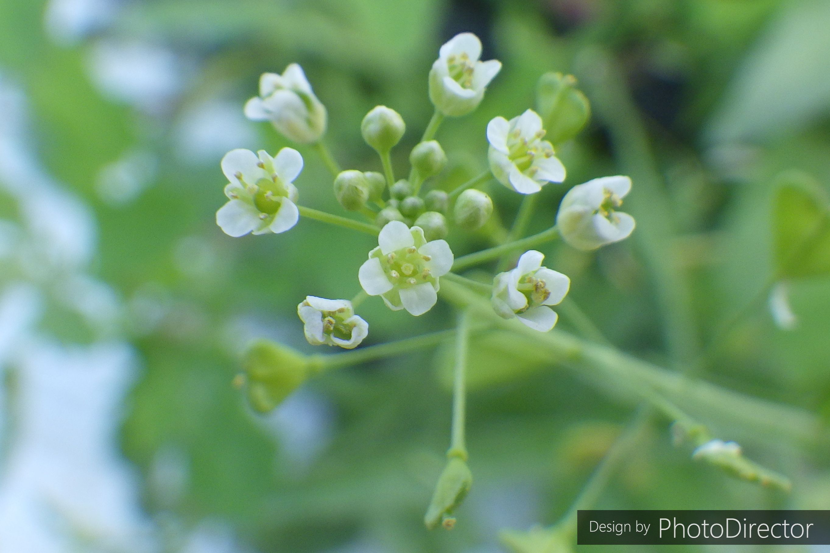 スクラップ ブック の 目次 ねこログ 楽天ブログ