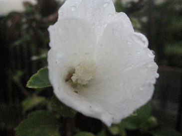 IMG_9790.JPG