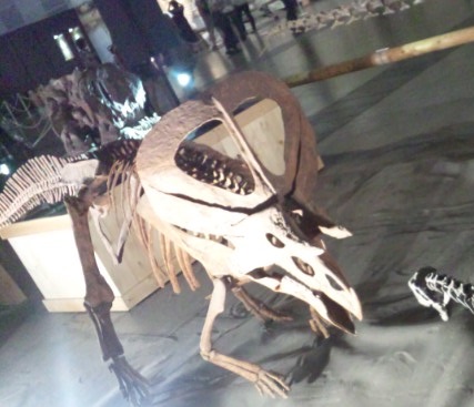 ズニケラトプス