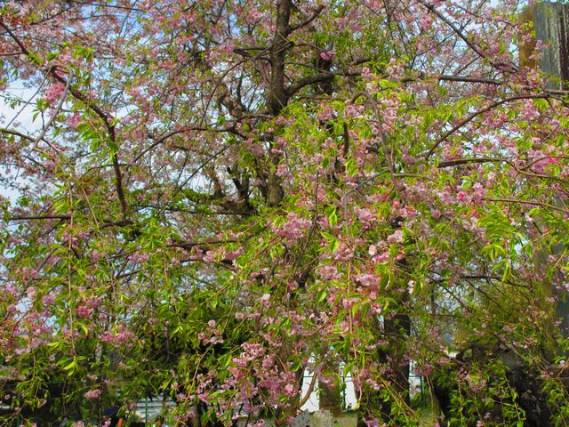 伊勢山の桜ー２.jpg