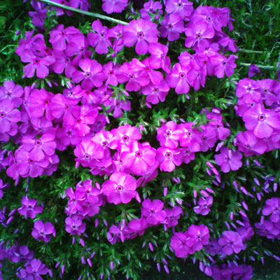 芝桜2