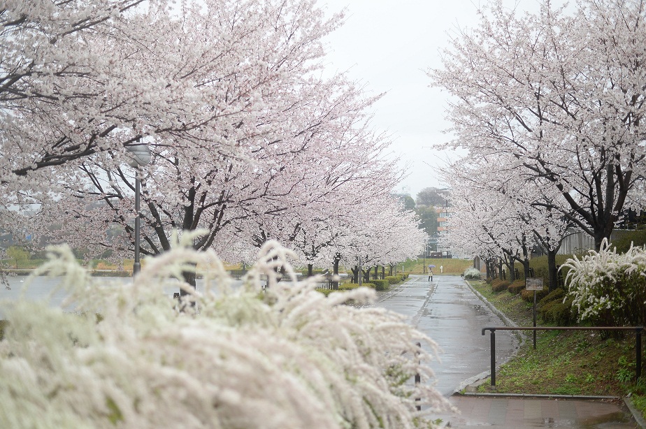 2014.4.3千波湖の桜 016.JPG