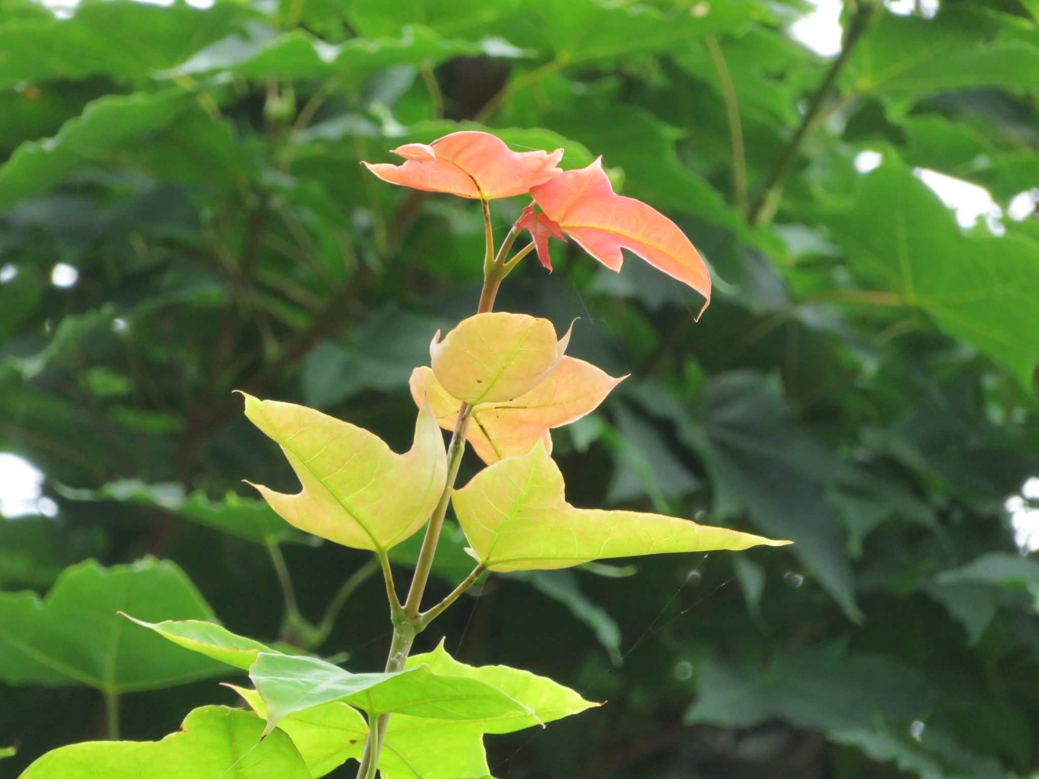 すべての花の画像 ユニークイタヤカエデ 花言葉