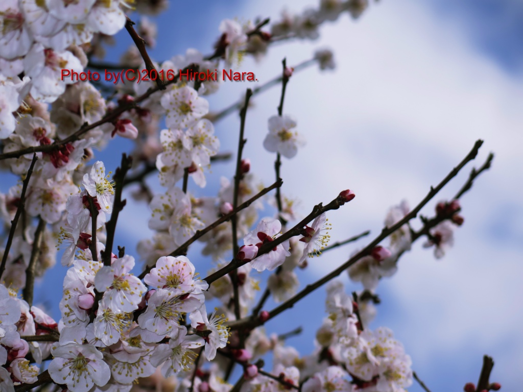 光景　sight0515　梅　ウメ　Japanese　apricot 春　spring　宙玉