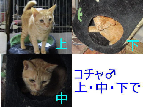 cotya1.jpg