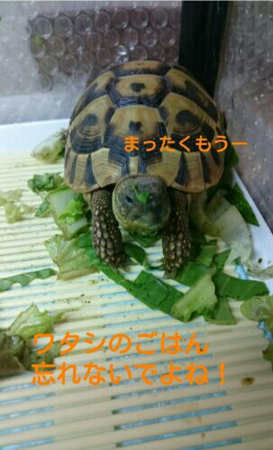 rblog-20151117135719-01.jpg
