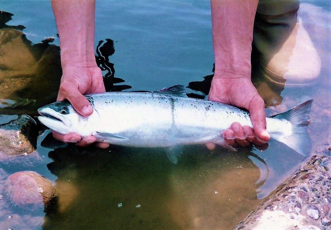 サクラマスの釣り方 序章 サクラマスよりも イワナが好き 楽天ブログ