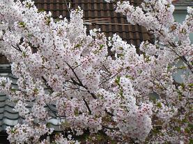 IMG_1875.JPG