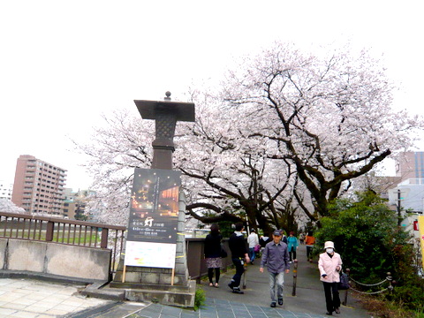 九十九橋たもとの桜