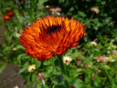 P1070350.jpg