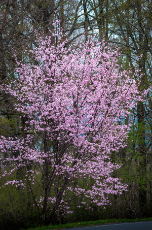 桜160425