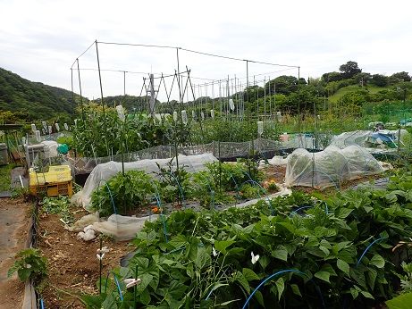 週末菜園 6月初旬 インゲン収穫 暇人主婦の家庭菜園 楽天ブログ