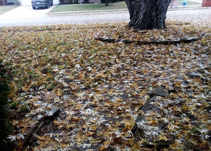 November 落ち葉掃除 Part3 ３人娘とダラス生活 楽天ブログ