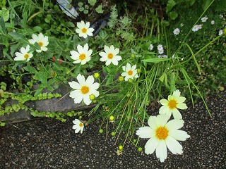 IMG_4952ss.jpg