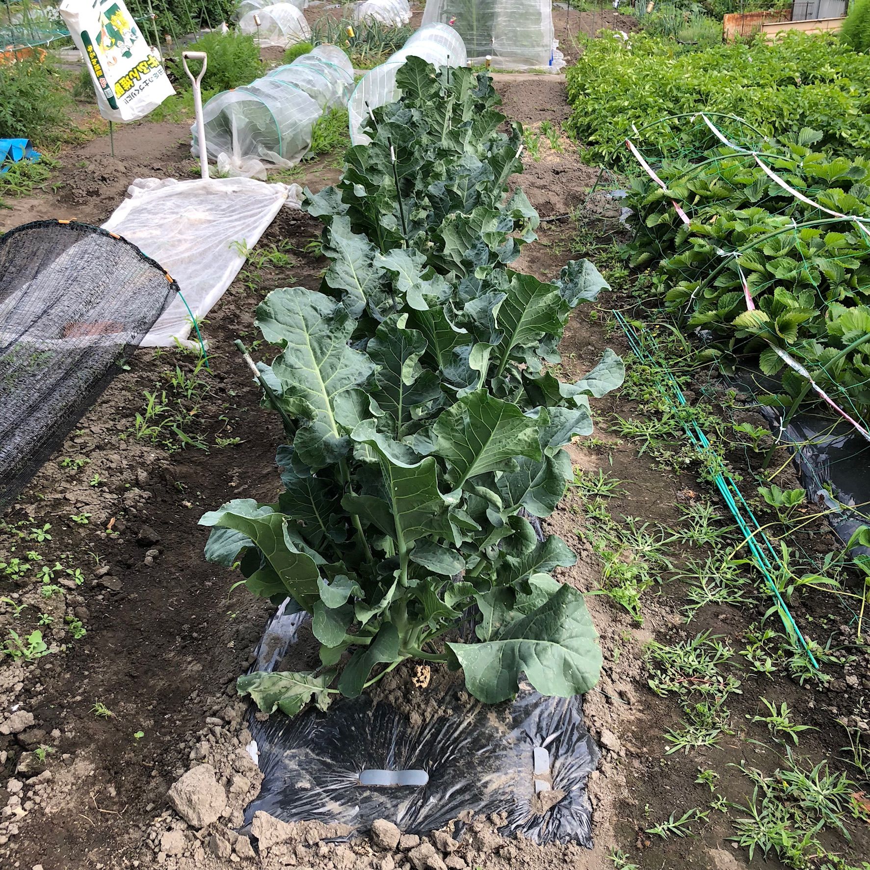 茎ブロッコリーの本収穫がまもなく始まります ちょろ松の家庭菜園奮闘記 楽天ブログ