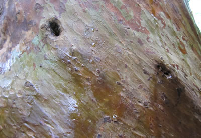 屋久島　ヒメシャラ　結露