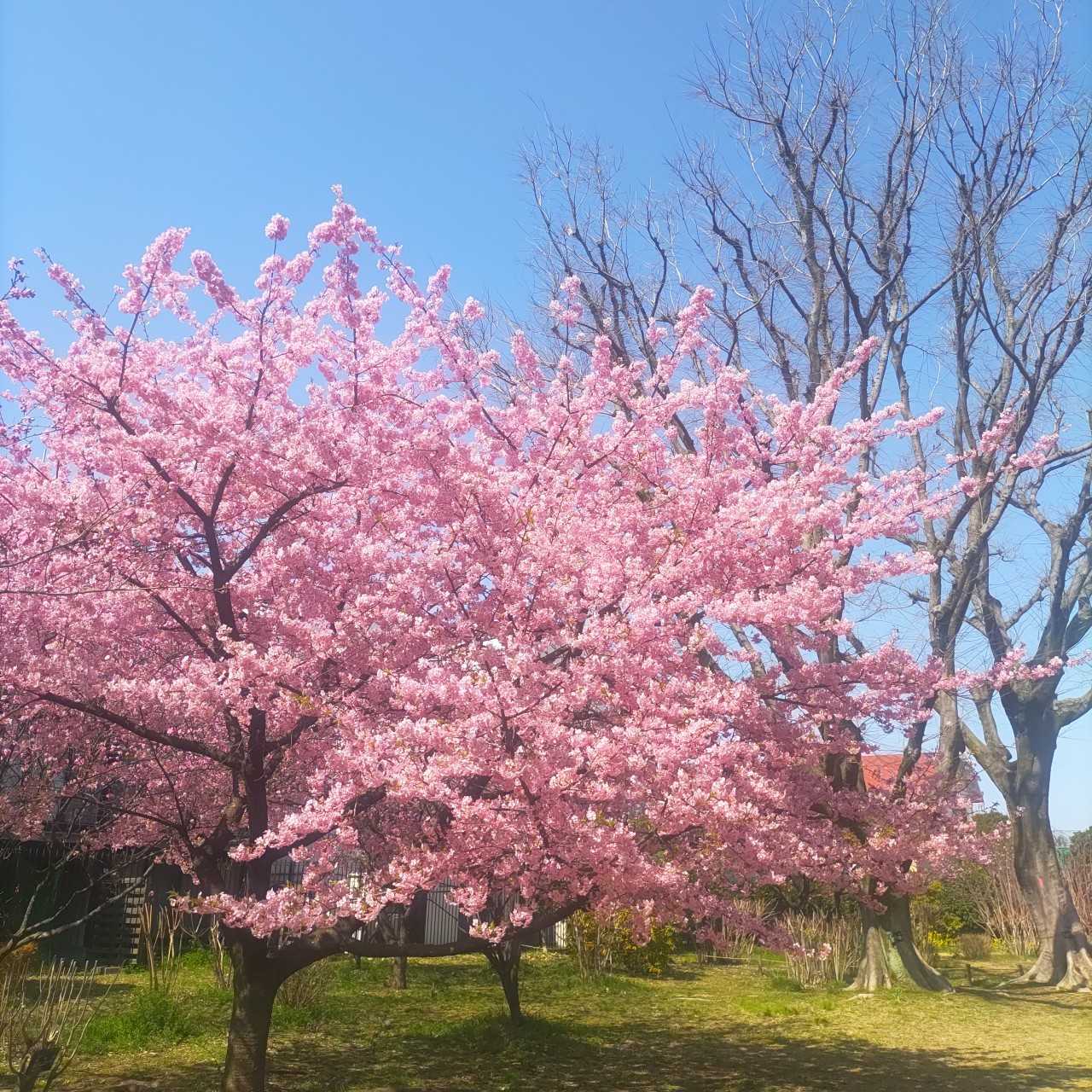 2024春のお花見散歩_桜