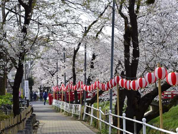 深谷市・唐沢川沿いの桜2021 | 見栄子の熊谷らいふ♪ - 楽天ブログ