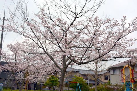 小公園の桜