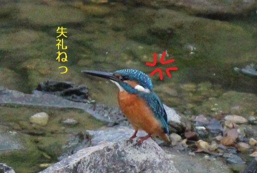 失礼ね