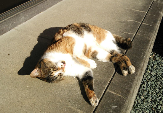 DSC_0591.jpg