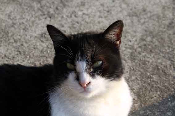 我が家のニャンコ♪2013/12/5-3