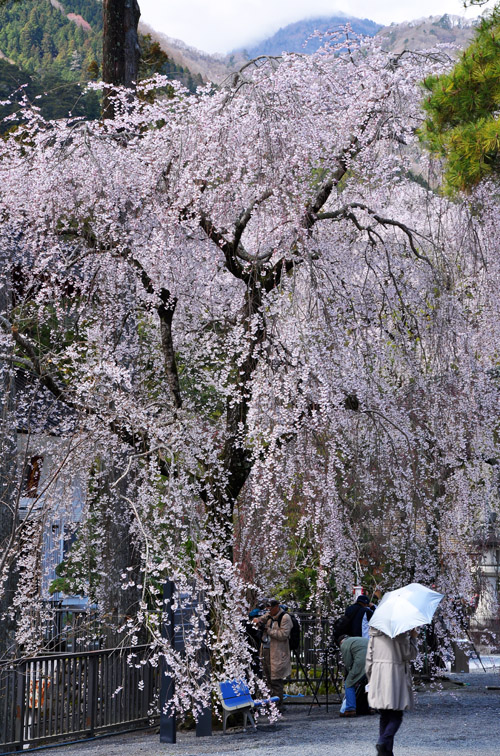 枝垂れ桜２