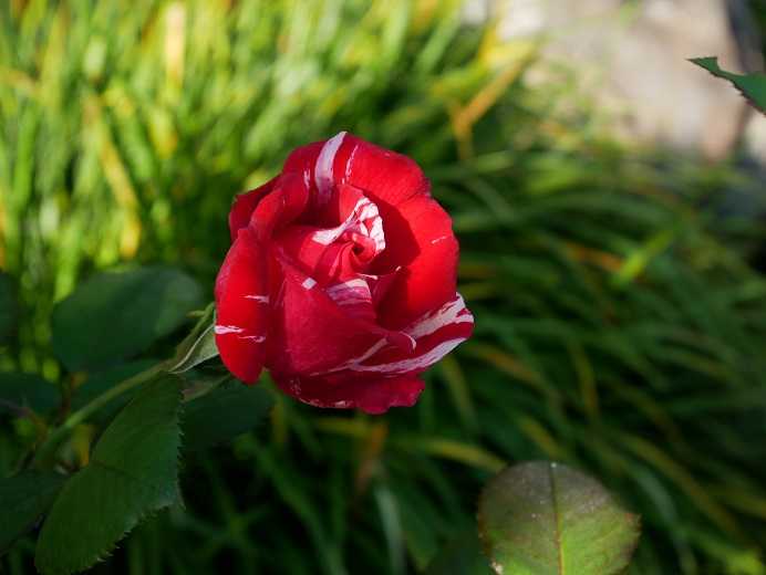 山庭ピーチヒルにイノシシ現る センチメンタルの朝夕 もうすぐ咲きそうリベルラ まだあるお迎え苗 ピーチヒルの薔薇日記 楽天ブログ